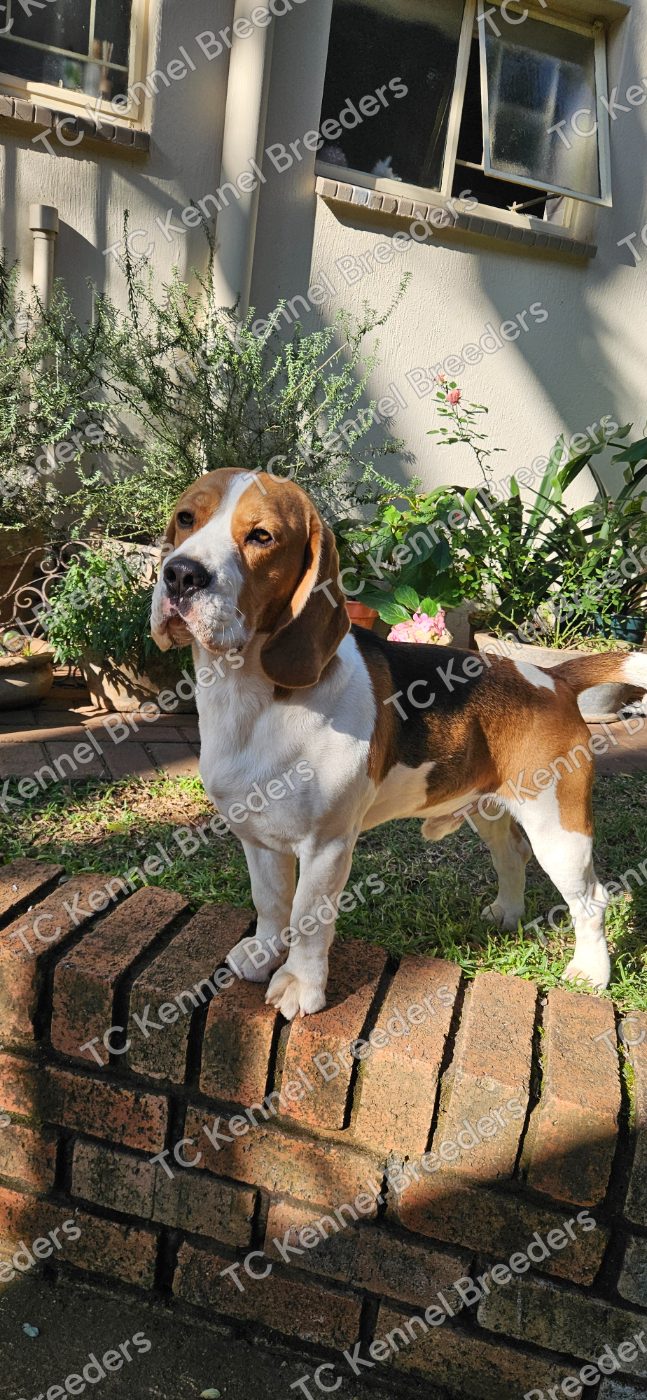 Chase, the sire