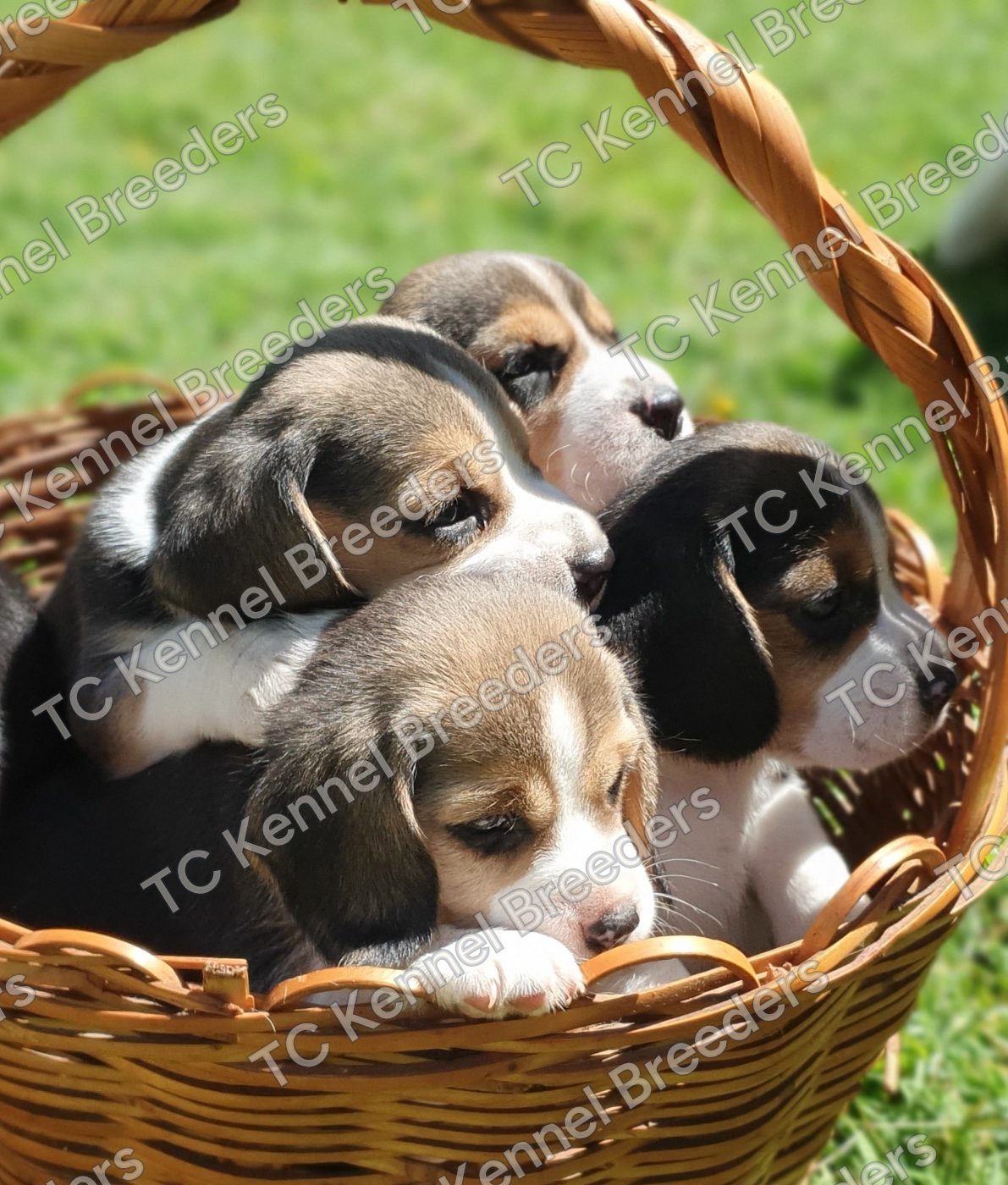 A tri-color beagle puppy sitting in warm afternoon light