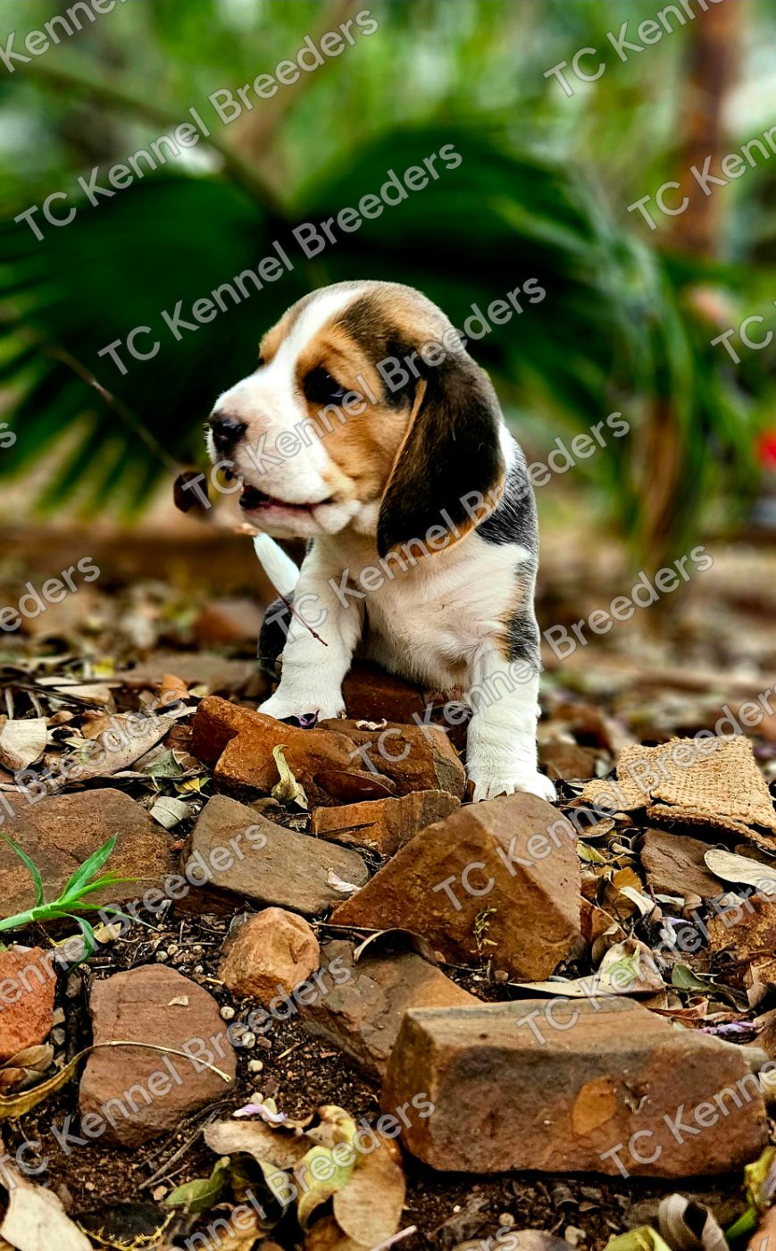 Beagle puppy 1