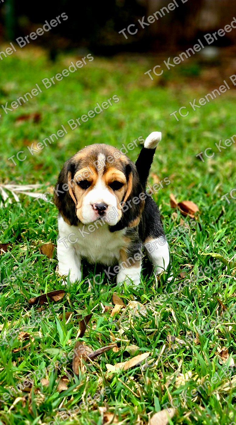 Beagle puppy 2