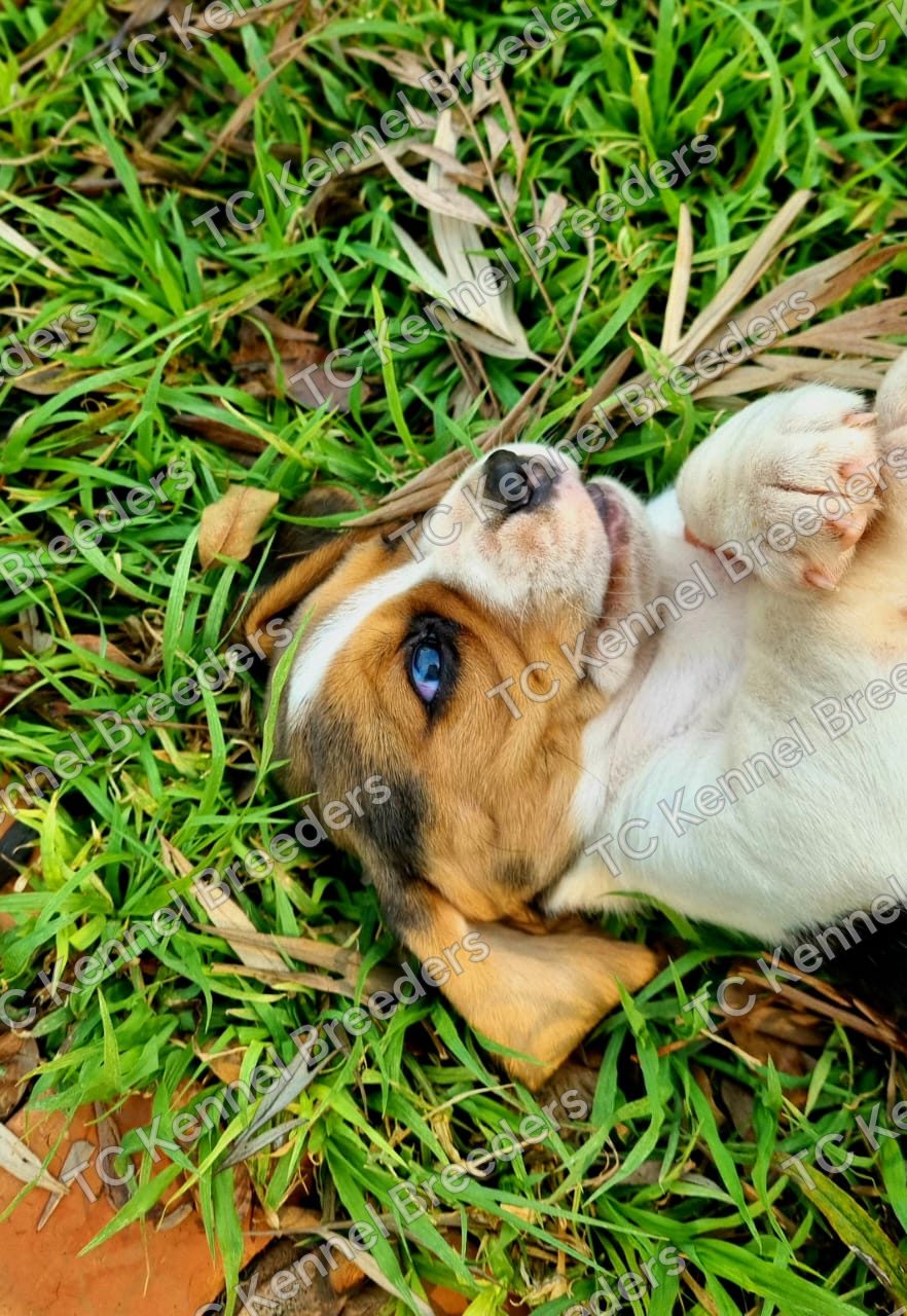 Beagle puppy 3