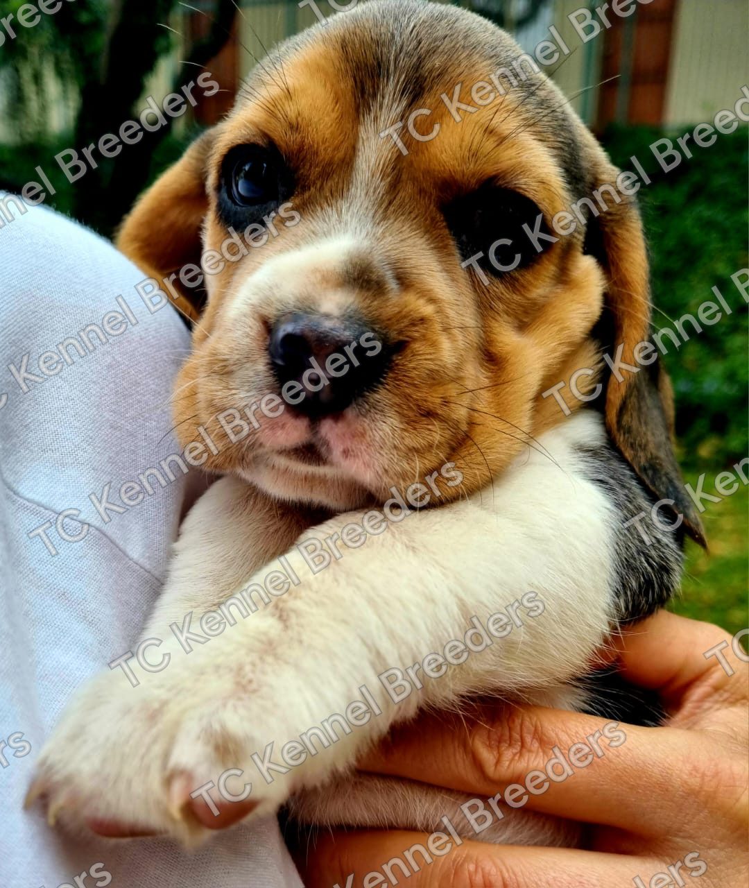 Beagle puppy 4