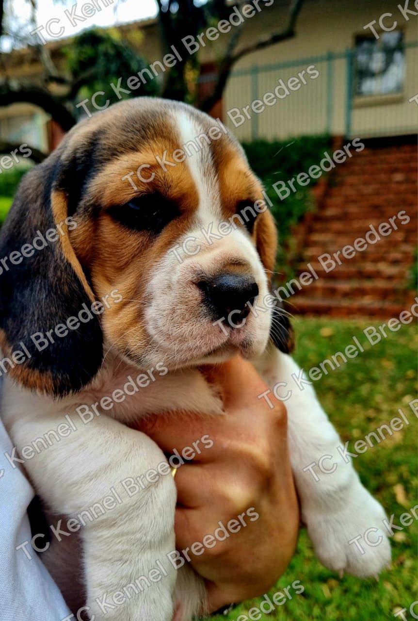 Beagle puppy 5