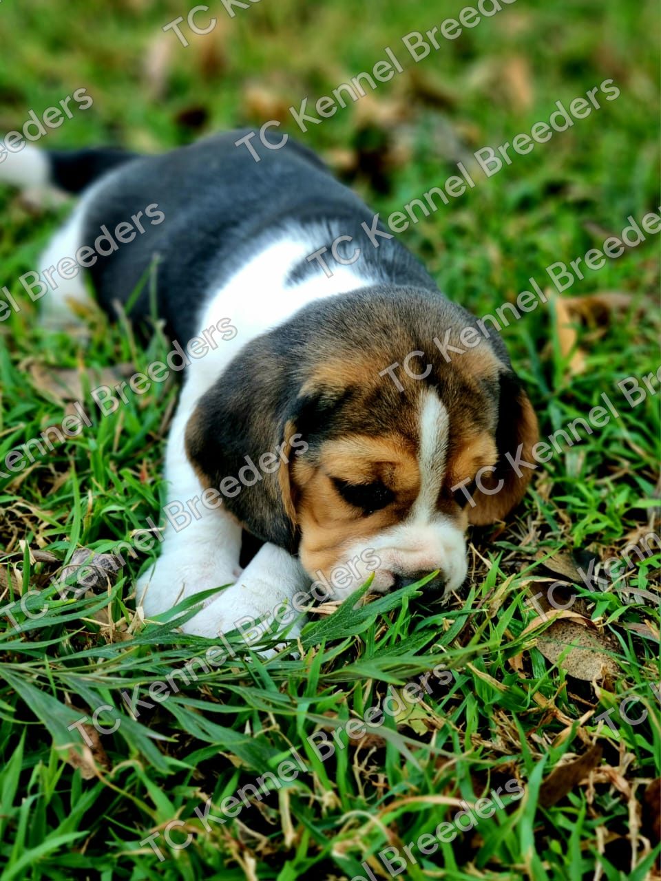 Beagle puppy 6