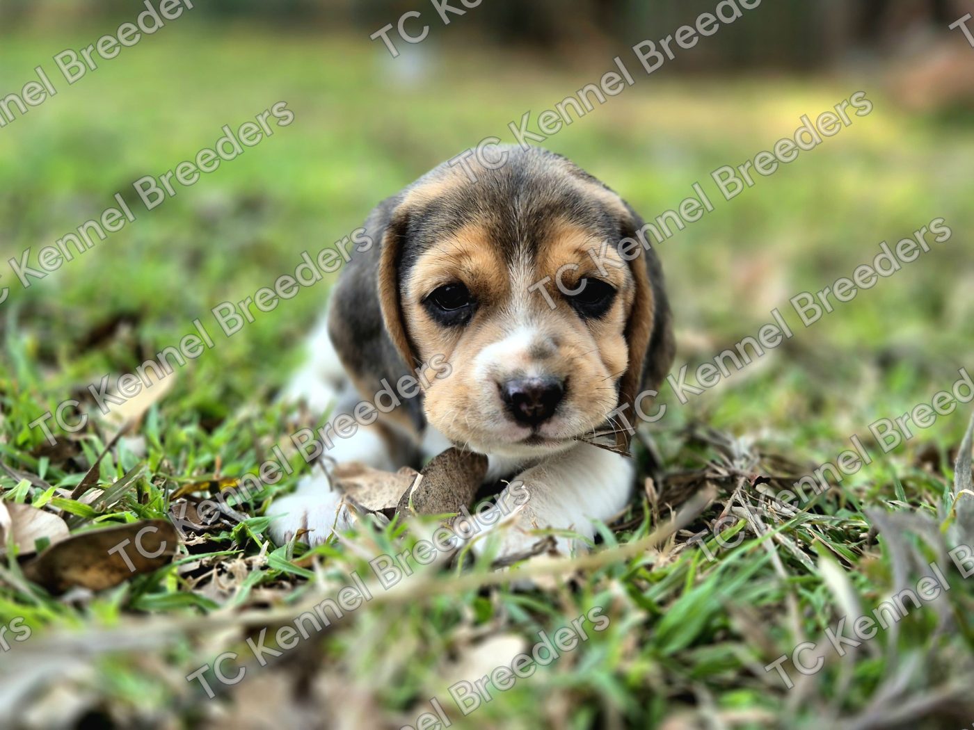 Beagle puppy 7