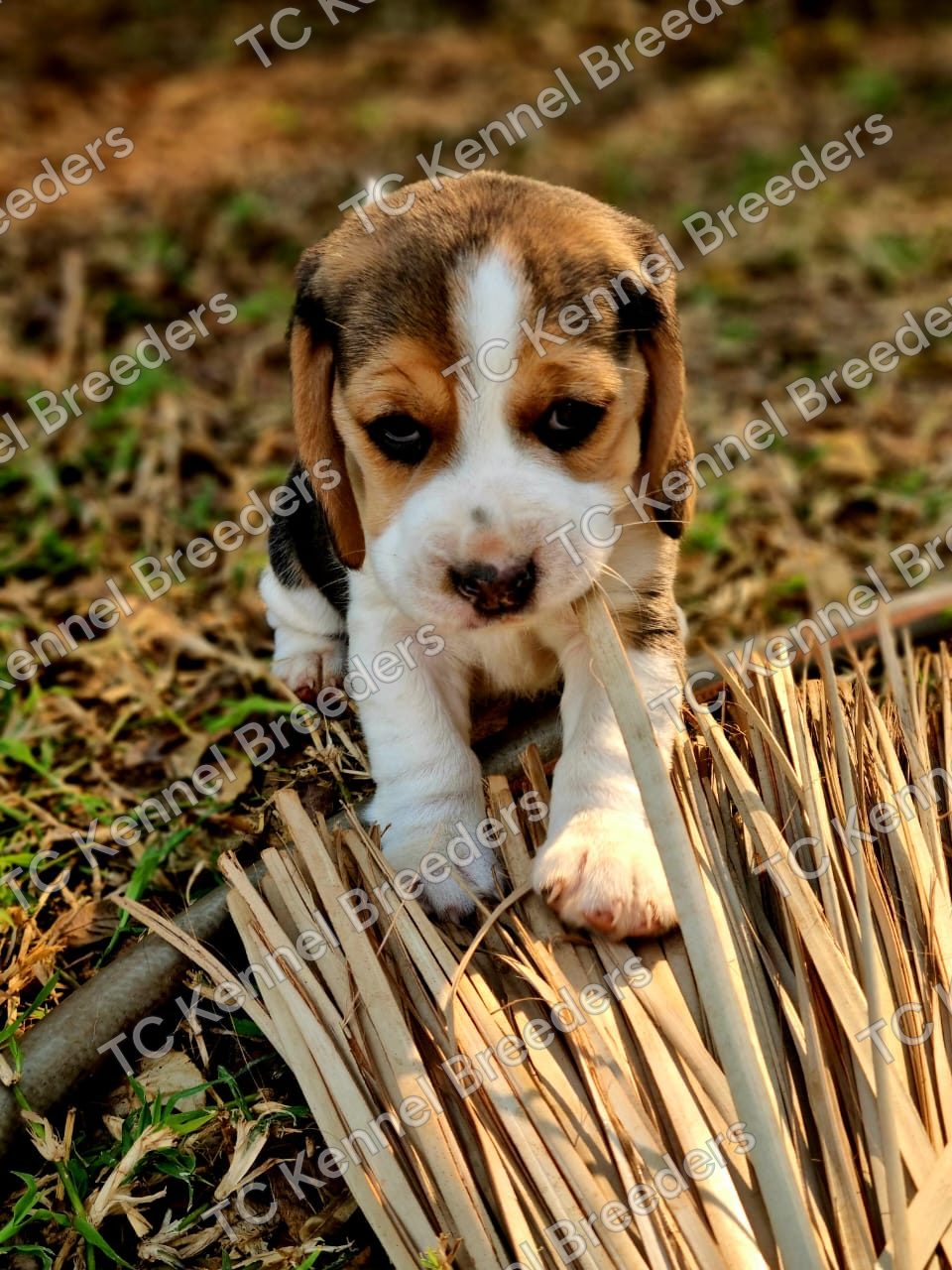 Beagle puppy 8
